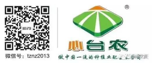 果實接近成熟，警惕柑橘表面各種油胞病